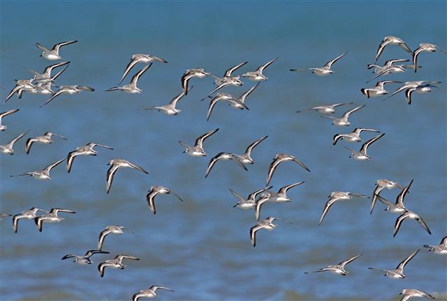 철새인 도요새는 북반구 알래스카에서 남반구 뉴질랜드까지 약 1만 1500㎞를 쉬지 않고 1주일 동안 날아간다. 장거리를 이동하는 철새일수록 깃털색이 옅다는 연구 결과가 나왔다. 세가락도요떼가 이동하는 모습.커런트 바이올로지 제공