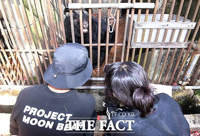 수의사들이 곰의 건강 상태를 확인하고 있다. 이 곳의 곰들은 평균 20살의 노령곰들이다.