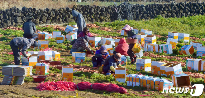 제주시 구좌읍 김녕리 한 당근밭에서 농민들이 당근을 수확하고 있다(뉴스1DB) © News1
