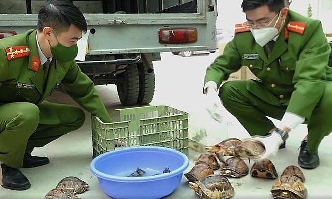 차량 안에서 압수한 멸종위기 거북들을 살펴보고 있는 베트남 공안 [VN익스프레스 사이트 캡처. 재판매 및 DB 금지]