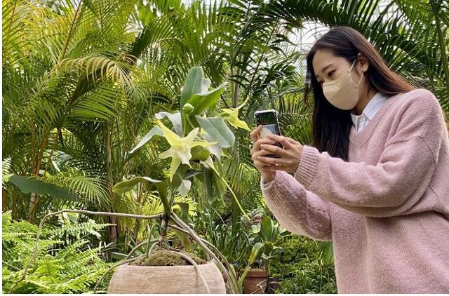 12일 국립세종수목원 사계절전시온실 내 열대온실을 찾은 한 관람객이 활짝 핀 다윈난 꽃을 휴대폰 카메라로 찍고 있다. 국립세종수목원 제공