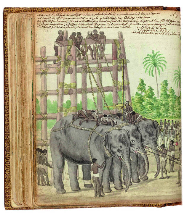 네덜란드 학자 얀 브란더스 작품. 정글에서 야생 코끼리를 사냥하는 장면. 미술문화 제공