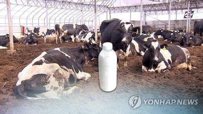 농가에서 사육 중인 젖소 모습(CG) [연합뉴스TV 제공]