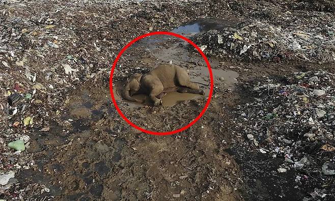 지난 주말 스리랑카 팔라카두 마을 쓰레기 매립지에서 죽은 채 발견된 코끼리. /@cnnportugal 트위터, AP