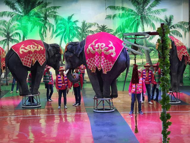 제주 코끼리쇼장 점보빌리지에서 코끼리들이 좁은 의자에 올라가는 쇼를 하고 있다. 동물자유연대 제공