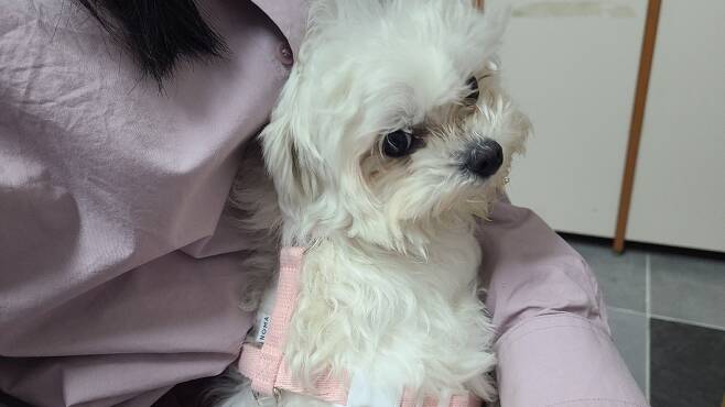 지난 11일 오후 4시쯤 서울 은평구에서 구조된 한살 강아지 다롱이가 동물보호단체 활동가의 품에 안겨 취재진을 바라보고 있다./사진=홍효진 기자