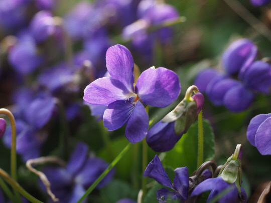 비올라 오도라타(Viola odorata)