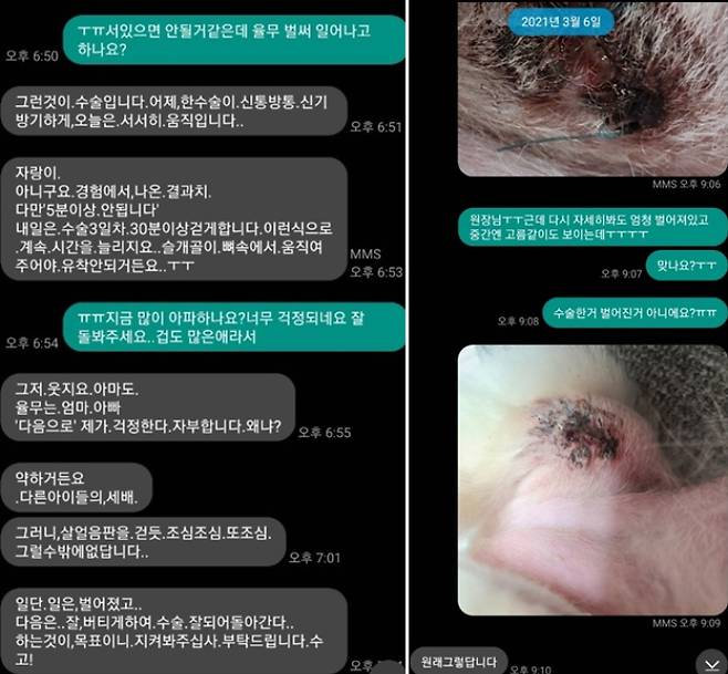 슬개골 탈구 수술을 받은 율무가 입원 중 보호자와 A동물병원 원장이 나눈 문자(왼쪽)·율무가 퇴원 후 보호자와 A동물병원 원장이 나눈 문자