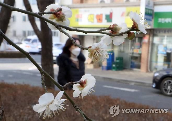 절기 대한에 매화 활짝 (창원=연합뉴스) 김동민 기자 = 절기 대한인 20일 오후 경남 창원시 마산합포구 월포동 한 아파트 화단에 매화가 개화해 시선을 끌고 있다. 2022.1.20 image@yna.co.kr