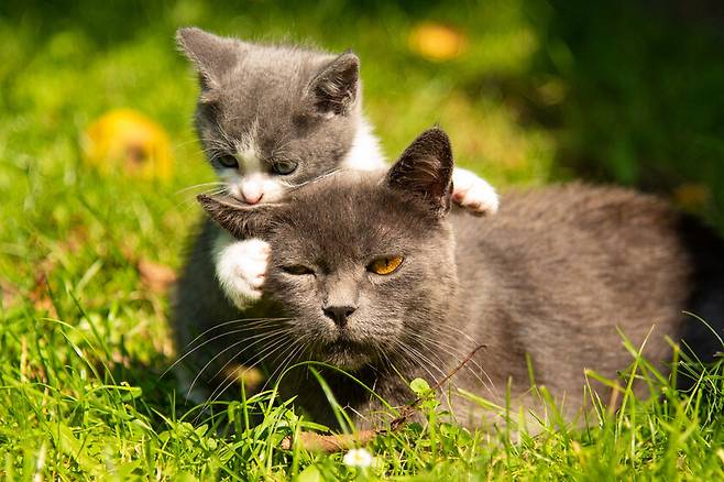 최근 새끼 고양이의 울음소리를 들은 고양이들이 소리 주변으로 모여드는 흥미로운 영상이 소셜네트워크서비스(SNS)에서 화제가 됐다. 게티이미지뱅크