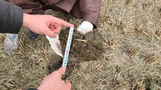 15cm 내외인 벼 뿌리는 표토(30cm) 이내에서 자란다. 김은지 PD