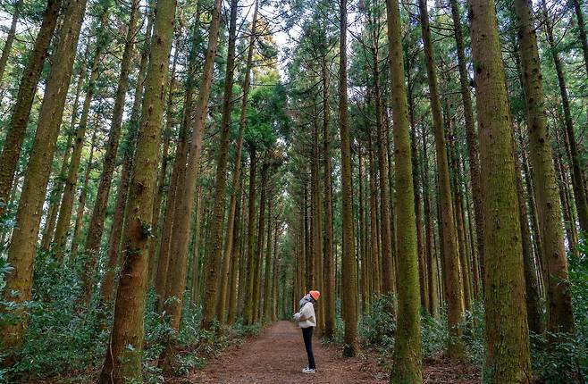 그림 같은 삼나무숲을 품은 제주도 이승악(이승이오름). 인적이 드물어 숲을 독차지한 듯한 사진을 남길 수 있다.