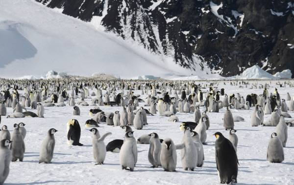 황제펭귄 군서지인 케이프워싱턴의 모습이다. 황제펭귄은 바닥이 단단하게 얼어 있고, 인근에 바람을 막아줄 수 있는 지형을 번식지로 삼는다.