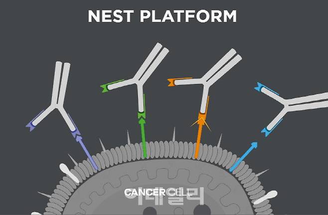 앱클론의 단일항체 기술인 네스트(NEST,novel apitope screening tehnoloy) 플랫폼은 암세포의 막표면에 있는 특정 수용체 단백질을 인식해 결합하는 항체를 만드는 기술이다. 앱클론은 네스트를 활용해 HER2 유전인자 양성 위암 및 유방암용 단일 항체치료제 ‘AC101’을 개발해 중국에 기술이전했다(제공=앱클론)