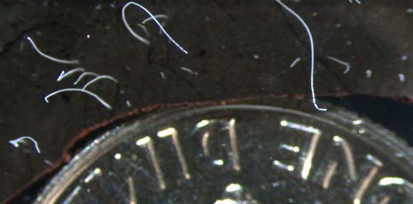 새로운 박테리아의 단세포 필라멘트가 동전 옆에 보인다.[사진=