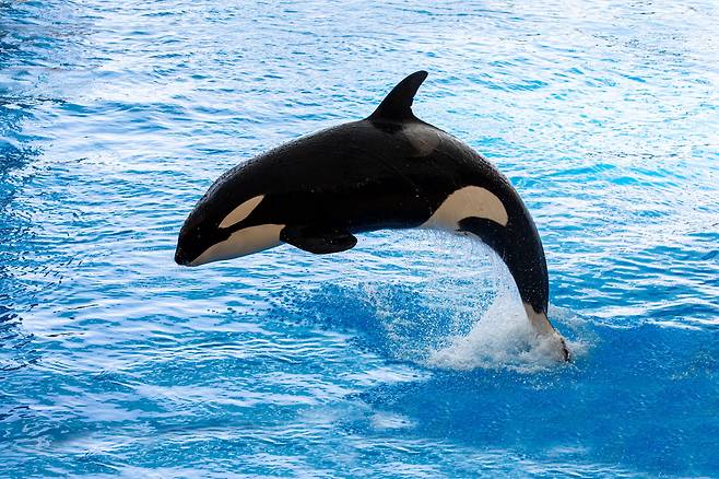 범고래(사진=123rf)