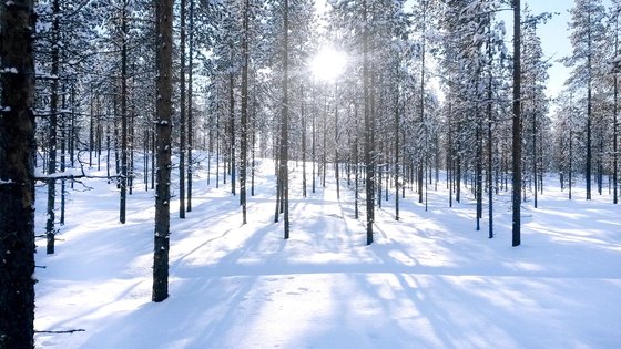 핀란드 겨울. [픽사베이]