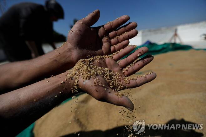 레바논 농장의 밀 수확  [AFP 연합뉴스 자료사진. 재판매 및 DB금지]