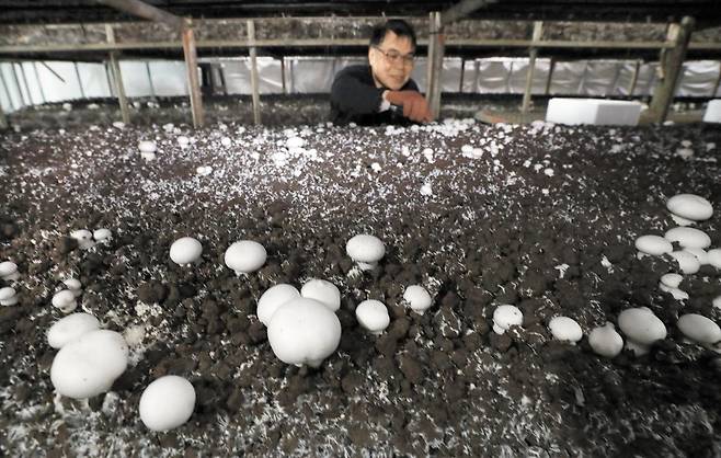 김명신씨가 23일 충남 부여군 자신의 버섯농장에서 양송이 버섯을 살펴보고 있다. 김씨가 키우는 버섯은 국내 품종인 ‘도담’으로 다른 품종보다 색깔이 희고 모양이 완전한 원형에 가깝다. /신현종 기자