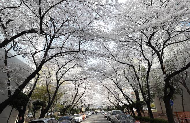 서울 강동구 명일동 삼익그린2차 아파트 단지 안. 벚꽃이 만개하면 하늘을 가린다. 중앙포토