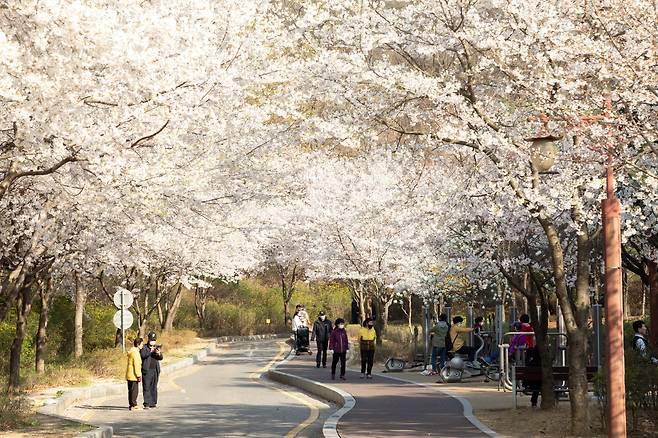 강서구 방화근린공원 산책로의 벚꽃이 만개하면 터널을 이룬다. 사진 강서구청