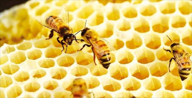 표면장력의 원리에 의해 최소 재료로 최대 공간을 확보할 수 있는 육각형 구조의 벌집.