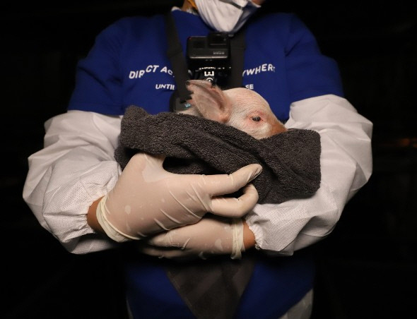 디엑스이 활동가들은 2019년 경기도 화성시의 한 종돈장에서 아기 돼지 ‘새벽이’를 구조했다. 새벽이는 그곳에서 ‘고기’가 되지 않고 살아남은 첫 번째 동물이 됐다. / 직접행동 디엑스이