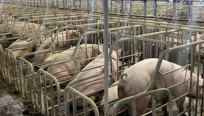 축산 업계에서는 어미 돼지를 가두기 위해 좁은 스툴을 사용한다. 어미 돼지는 몸 크기에 딱 맞게 만들어진 스툴 안에 갇혀 꼼짝하지 못한 채 임신과 출산을 반복한다. / 동물해방물결