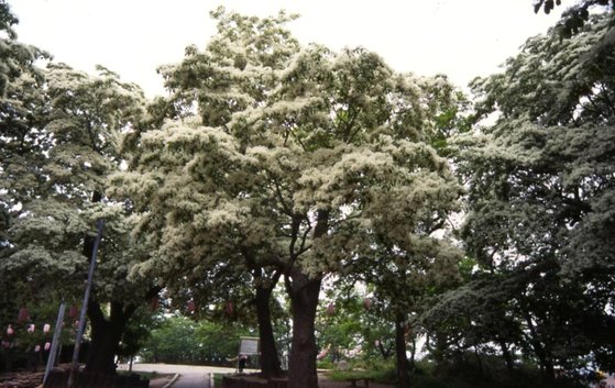 이팝나무. 사진 국가생물종지식정보시스템