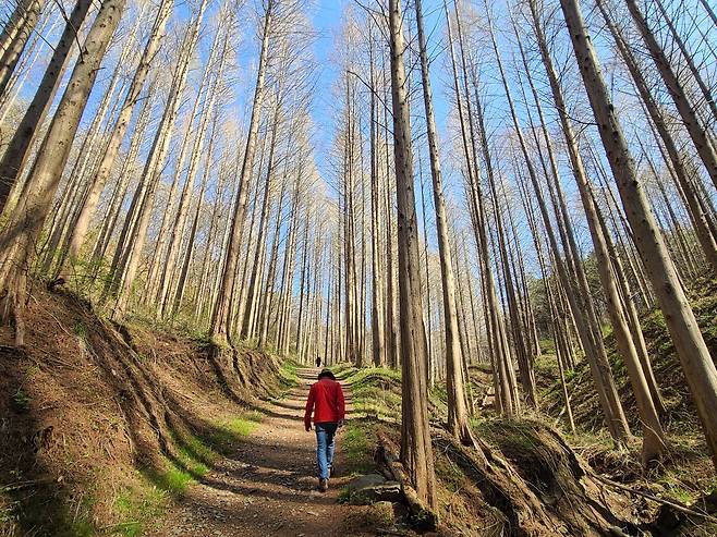 옥천은 자연·인문 관광지를 모두 갖추었다. 사진은 조헌 묘소 인근 화인산림욕장