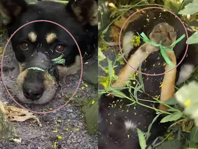 입과 발이 묶인 채 꽃밭에서 발견된 강아지./인스타그램