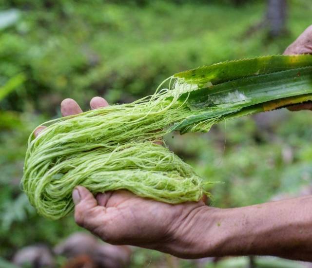 필리핀 파인애플 농장에서 나오는 파인애플 잎에서 섬유질을 추출하는 모습. 아나나스 아남 홈페이지 캡처