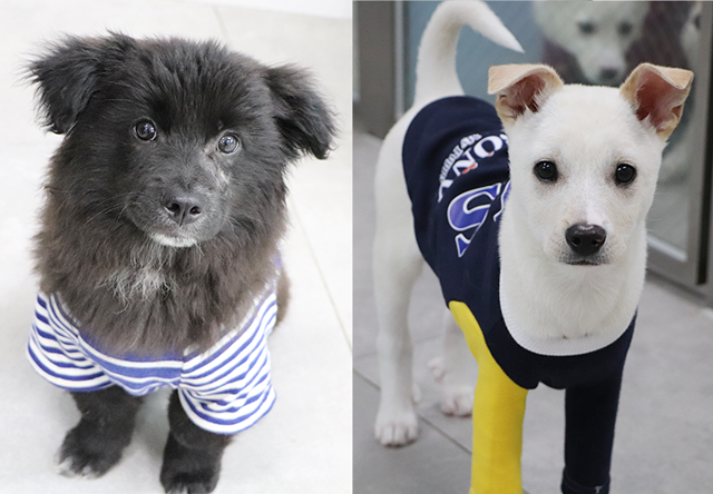 가장 얌전한 순둥이 블루(왼쪽)와 긴 다리를 자랑하는 네이비. 동물자유연대 제공