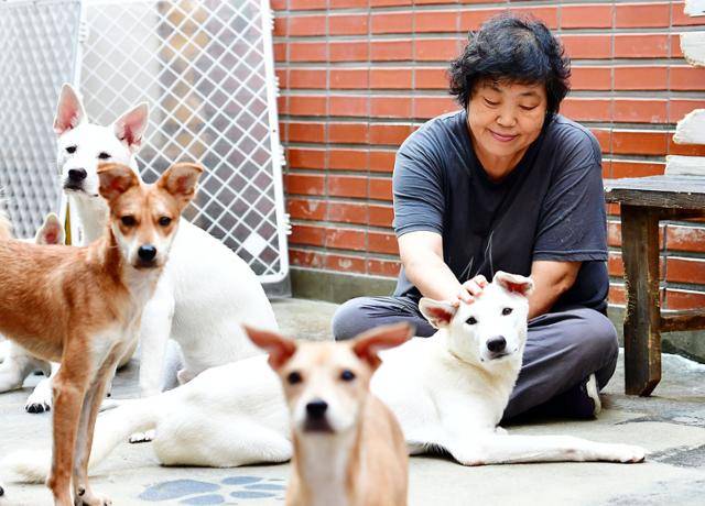 2016년 카라 대표를 맡았던 임순례 감독이 서울 마포구 잔다리로 카라 더불어숨센터 입양카페 '아름품'에서 개들과 즐거운 시간을 보내고 있다. 한국일보 자료사진