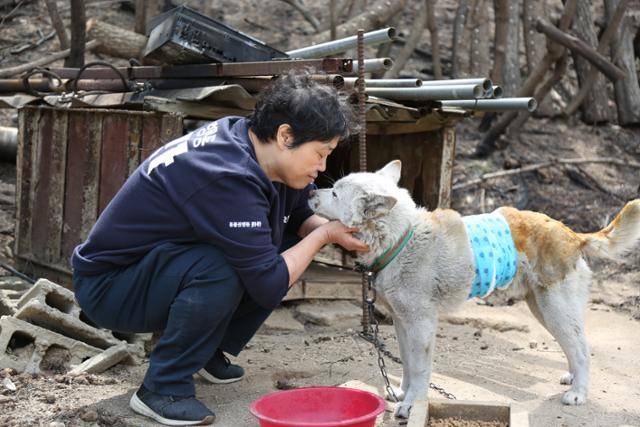 임순례 감독이 2019년 강원 고성군 고성 산불 당시 피해를 입은 동물들 구조에 참여했다. 임 감독이 산불에서 살아 남은 개를 쓰다듬고 있다. 카라 제공