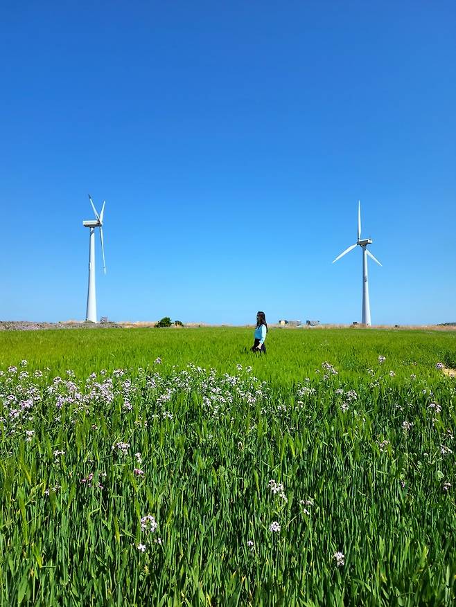 가파도 풍력발전기와 청보리