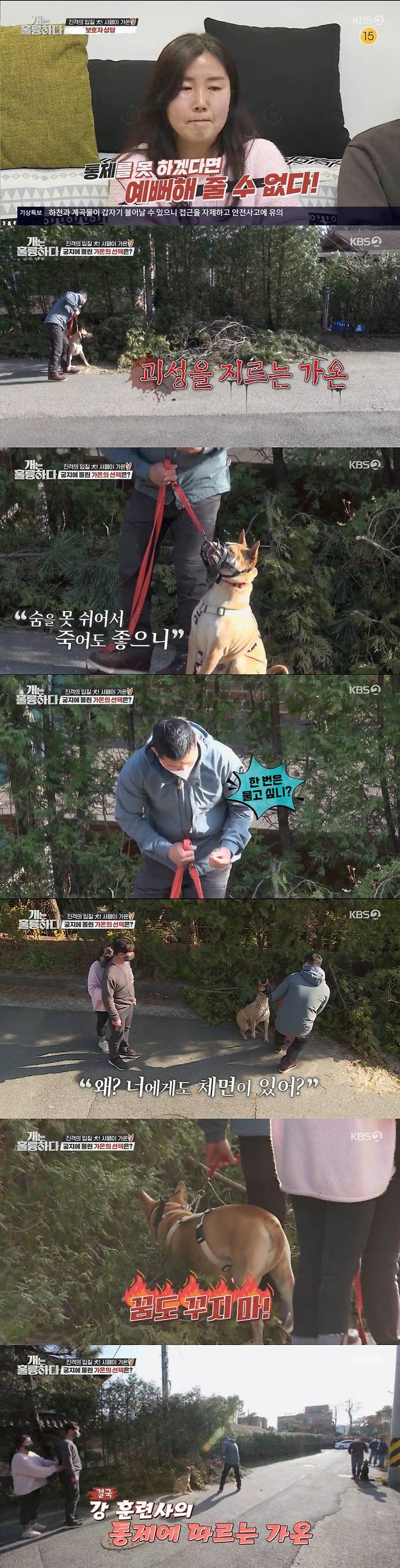 On KBS2s Dogs Are Incredible, which aired on the night of the 25th, the story of Shafei Supriya Pilgaonkar, an aggressive dog with strong barking and mouthing, was revealed.Kang Hyeong-wook explained, Shafei is more independent than other dogs, so there are many friends who act sensitively when Guardian tries to do what other dogs do not want.The Guardians said they lived in an apartment and moved to a power house for Supriya Pilgaonkar.Kang Hyeong-wook praised it as a really good job. Mom Guardian said, I quit the company.I wanted to take a walk because Supriya Pilgaonkar is at home alone every day, he said. I can do it for Supriya Pilgaonkar.Supriya Pilgaonkar seemed to have no big problem growing up with the great love of Guardians like this.However, as the neighbors and dogs passed through the wall, they could not stop the fierce barking with excitement.Supriya Pilgaonkar ran and barked until she was not seen in her own view, whether it was a person or a puppy.Neighbors said aggressive Supriya Pilgaonkar was nervous about the action and the neighborhood was loud.There was another problem for Supriya Pilgaonkar.Supriya Pilgaonkar showed extreme aggression to bite suddenly without stopping barking when the crew visited the filming car.My mother Guardian also said, My dad has seen it a few times, so I reached out and just asked, and then my father has been taking tranquilizers sometimes.The Guardians were sweating and sweating because they were running toward passersby even when Supriya Pilgaonkar took a walk.When I go out for a walk, I only go on a path without people, said my mother Guardian.Ive also sent a few training camps, but I asked another dog, and since then I dont let another dog meet at all, her husband Guardian said.The Guardians said, Let them all go. Why do you raise such a dog? Euthanasia. I do not think I should raise it.I heard a few times that I should deal with it before I get rid of others. His wife, Guardian, said, After being bitten at the end, I told my husband that I could not do it anymore. But after a day, I seemed crazy.I still have more to do, so I applied here. Sometimes Im afraid that I can not touch my hands, but I still want to live with you.Lee Kyong-kyu and Jang Doyeon visited the Supriya Pilgaonkars house and barked strongly as soon as they rang the doorbell.Wife Guardian warned the pair: Be careful with your hands and never touch them, the pair approached slowly, covering their hands as much as possible.I jump and I climb people and bite them, Ive been bitten by my arm, her husband Guardian said.Supriya Pilgaonkar briefly rushed to Lee Kyung-kyu while the Guardian loosely held the line to tie it.Lee Kyoung-kyu and Jang Doyeon avoided back in surpriseKang Hyeong-wook saw Supriya Pilgaonkar, who kept barking away from the Guardian, and decided, He does not want to protect the Guardian or bark with the courage of the Guardian.Supriya Pilgaonkar kept barking at the two even after the Guardian was gone, barking even worse without eating the snacks Lee Kyong-kyu had thrown at.It was similar to the Doberman Bianca (appearing 85 times), which I had previously met, Lee Kyung-kyu said.There is no downfall without a master, I am excited without notice, I never look at it and look at it all the way.Kang Hyeong-wook pointed out, It is also a problem that those Guardians do not know how to control dogs.Kang Hyeong-wook pointed out why he uses a chest line instead of a neckline, saying, The chest line is easy for dogs and it will not be easy to control.The Guardians said, Nowadays, it is okay with the breastline. Then Kang Hyung-wook said, Well, thank you, I am so much.Kang Hyeong-wook said, If control is easy, there is nothing I can do. Kang was angry at the Guardians who knew there was a problem but only excused them.You met Supriya Pilgaonkar because it was hard to raise. You considered euthanasia. Then it is an individual who can not control himself.You dont know when youre going to turn around. Youre already bitten a lot.It is safe to use a neckline or a tool to make sure that you have more control in situations where you have to be careful, he said.He said he needed to advise replacing control tools and improve the Guardians attitudes, as his wife, Guardian, who brought him a leash, said: To fill the semi-choke chain?I laughed as if it were ridiculous.The river trainer said, I did not want to fill (the anti-choke chain) with Wenman.How sick were the physical people, Supriya Pilgaonkar pointed out to the Guardian, because my neck hurts.I did not do much I do not want to do, so I do not have sociality. In order to raise sociality, I have to control my tears firmly in my heart, he said.Kang Hyeong-wook advised, If you want to be pretty, you have to control it. If you can not control it, you can not be pretty.Subsequently, training for taking the initiative with Supriya Pilgaonkar was started.The river trainer said, Now he seems to be everyday to listen to the Guardian instructions, and the Guardian admitted, It was like listening once in 10.The river trainer said that if he wanted to take the lead in the walk, he had to bring it by force when he did not listen, and his mother Guardian grabbed his heart and dragged Supriya Pilgaonkar.I did not bring the Guardian to go here, but I will feel guilty. The guilt must be overcome by the Guardian.I cant help you, he said.Supriya Pilgaonkar kept trying to go in a direction other than the direction the owner was going.However, after several repeated training sessions, Supriya Pilgaonkar succeeded in taking a walk under the leadership of the Guardian.The instructor advised me to praise him with words instead of praise for his skinship.Second, we started aggressive control training.Lee Kyoung-kyu and Jang Doyeon appeared as outsiders, and Supriya Pilgaonkar showed aggression immediately after encountering the two.But after the control training, he succeeded in walking safely with Supriya Pilgaonkar in front of the outsider.Next, with Helperdog, aggressive control training was followed.Supriya Pilgaonkar struggled with a distressing screech as she went out on the road, and the Guardians were sorry.The river trainer said: Supriya Pilgaonkar will be Choices, pain when strangled, and a desire to run into that dog. Of two, Choices.If you can not breathe and you want to hurt, you will not stop, and if you want to breathe, you will not run. Superiya Pilgaonkar was strongly repulsed by the river trainer, and the river trainer was tense, pulling the strings strongly.Eventually, Supriya Pilgaonkar followed the control of the river trainer.Kang Hyeong-wook took Supriya Pilgaonkar and passed the helper dog, and Supriya Pilgaonkar passed slowly through Helperdog.Superiya Pilgaonkar praised Choices for being controlled over bites; Kang Hyeong-wook praised that Choices are right; they did well.However, Supriya Pilgaonkar has been repulsing in training with Helperdog, and Kang Hyeong-wook controls Supriya Pilgaonkar and says, It is simple.If you jump, you have a price. If you want to bite him, you can bite him. Understand. If you dont understand, every day will be the same day. Kang Hyeong-wook told the Guardian, Looks at Supriya Pilgaonkar is a real strong dog, and when you run, you bite your chest, not your feet.The frightened children bite under; Superiya Pilgaonkar is never a weak dog, so Guardian should be more strong, he advised.Kang Hyeong-wook saw the possibility of Supriya Pilgaonkar after repeated training and praised both Supriya Pilgaonkar and Guardian, saying, It seems to be.Even in the video of the Guardians, Superiya Pilgaonkar was seen walking steadily without barking under Guardian control.