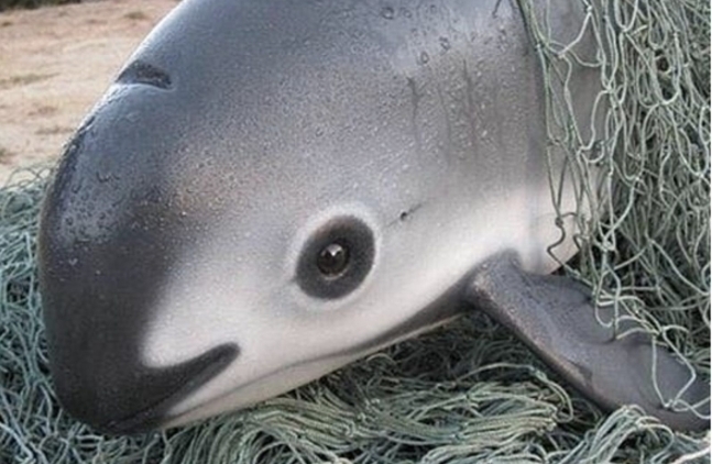 판다 닮은 돌고래로 유명한 바키타 돌고래의 모습(사진=유튜브)
