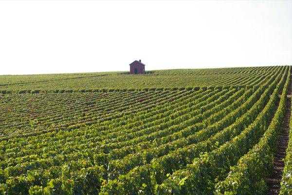 프랑스 샹파뉴 지역의 포도밭. /G.H.마르텔 제공