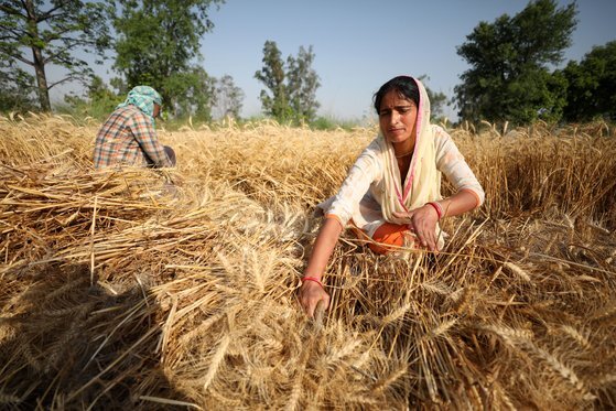 지난달 30일 인도령 잠무 카슈미르의 겨울 수도 외곽에서 농부들이 밀을 수확하고 있다. 신화통신=연합뉴스