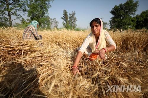 인도 잠무에서 밀을 수확하는 농부 [신화 연합뉴스 자료사진. 재판매 및 DB 금지]
