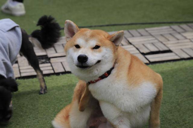 귀여운 외모의 시바견 호두. 최근 시바견 특성을 모른 채 외모만 보고 입양하는 경우가 늘면서 파양되는 사례도 늘고 있다. 유기동물 행복찾는 사람들 제공