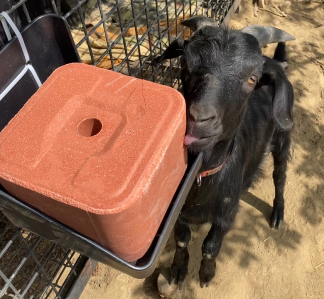 미네랄 블록을 핥는 염소. /사진=카라