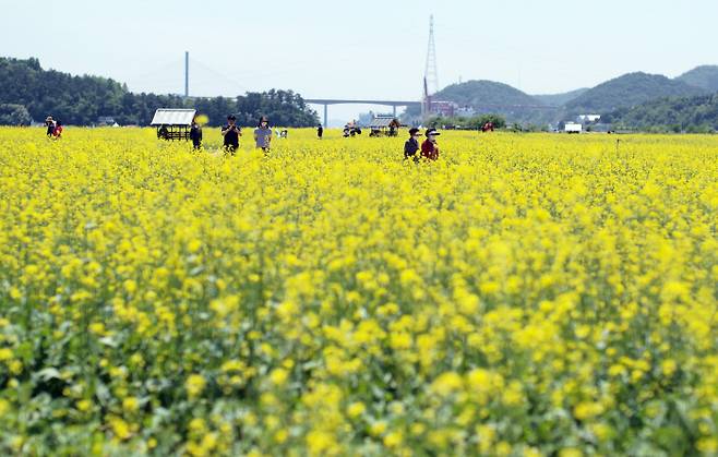 토요일인 14일 경남 창원시 마산합포구 마산해양신도시에 조성된 유채·청보리밭의 모습. 연합뉴스