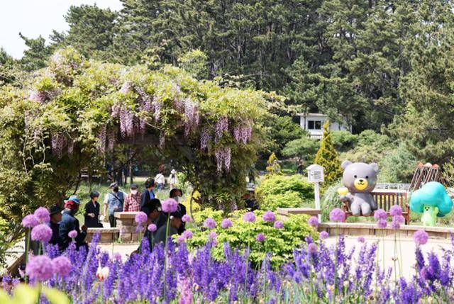 등나무와 알리움 등 보라색 꽃들이 활짝 핀 천리포수목원 어린이정원. 천리포수목원 제공