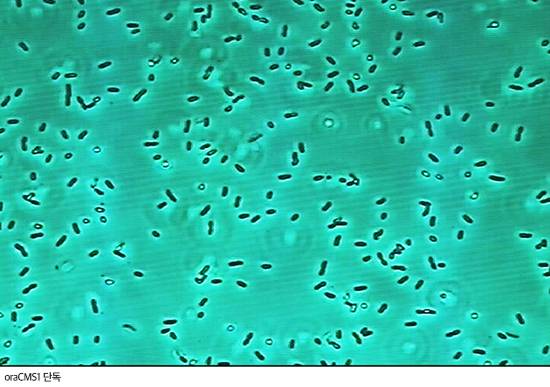 구강 유산균 oraCMS1.