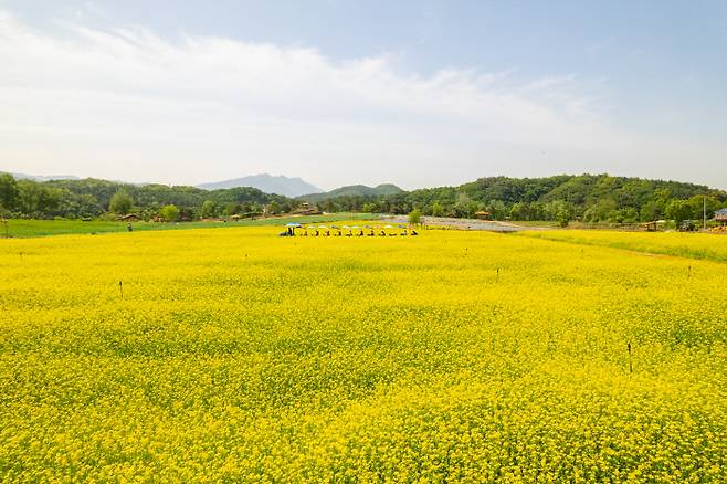 강원 철원군 동송읍 장흥리 일원에 조성된 ‘고석정 꽃밭’ 전경. 철원군 제공