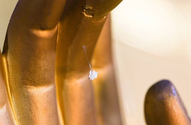 단양 문수사에서 발견된 우담바라 단양군 제공. 재판매 및 DB 금지