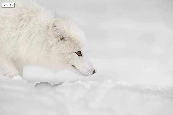 주변의 설원에 맞춰서 눈처럼 흰 색의 털을 하고 있는 북극여우 /National Park Service