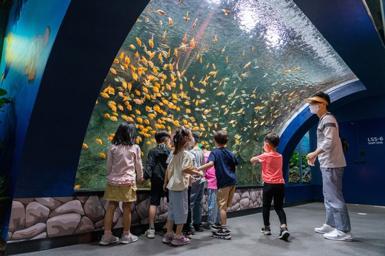 민물고기 전시관에서 무지개송어를 구경하는 어린이들